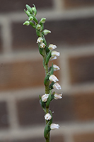 Goodyera repens